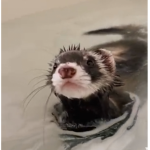 Ferrets for ever