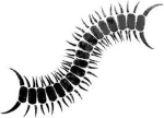 Worm 力