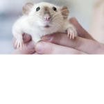 rat hood