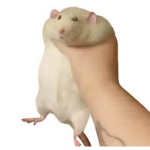 Noone will have carrot
