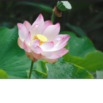 ♥Mystical Group♥