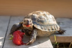 Turtle staring