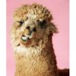 Bloxy llama