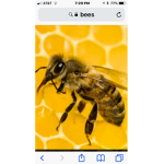 Honey Bees Are Lit