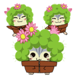 Cactus Brothers