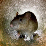 Ie Sewer Rats