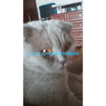 Dasha23rr