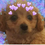 Roblox Manga/Anime artists