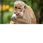 Spankey Monkeyz