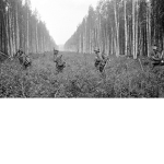 The Continuation War
