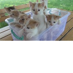 The Nice Kitty Group