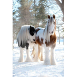 GreenHill Equestrian