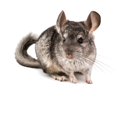 Chilchilla Vs Toilet 7