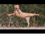 Funny Animals yea