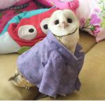 Clothes de Owl