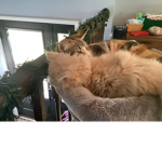 Cats rule meow