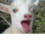The Official Screaming Goat Fan Club