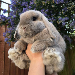 🐇