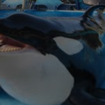 Escape the Orca obby!!!!!!!!