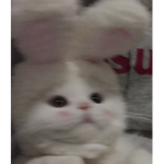 Kittty group!