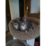 The kitty group!:D