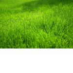 Grassless