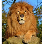 Lion God