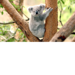 De koala squad