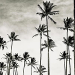 ~Aesthetic tropical clothing!~
