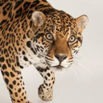 The Jaguar Clan