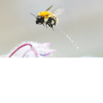 Bees Pee 0mg!!