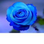 Blue roses ########