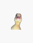 Duck__Man