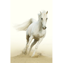 (Work In progress) Horse Paradise