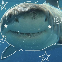⋅˚‧ 🌊🦈 ‧˚ ⋅