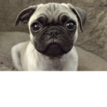 me gusta adopt me es lo mejor