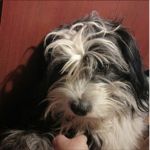 Demon Salayer