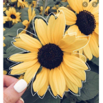 Sunflower groupie