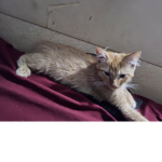 Smuf cat