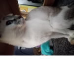 Kitty life is key