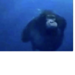 BIG monke