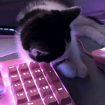 Mrskatkat fan group