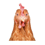 Chicken Tender Defenders 2.0