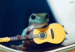 Frog kingdom cult