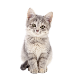 MEOWMEMEOWMEOWMEOWMEOWMEOWHAHAHA!