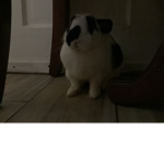 Cute BUNNY soooooo cute bunny’s