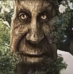 the wise tree