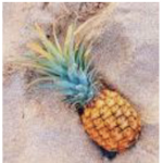 The Softie Pineapples