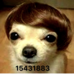 DAREDEVILL DOG