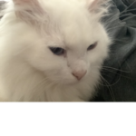 When your cat is being a cat